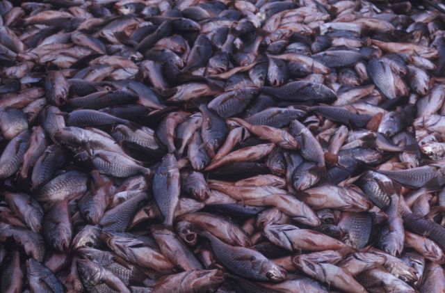 The croaker is the dominant fish caught with trawls in the northern Gulf of Mexico Picture
