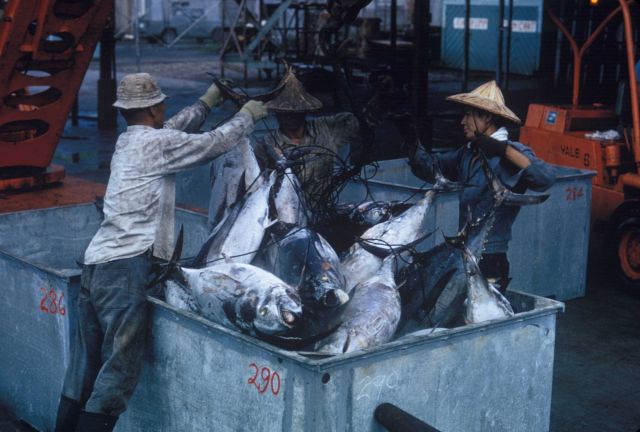 Taiwanese fishermen unload albacore from a tuna longliner at an American cannery in Pago Pago Picture