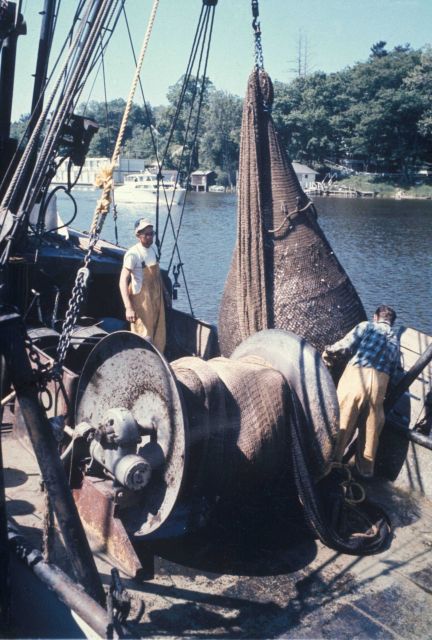 Bringing bag of alewives aboard a commercial trawler Picture