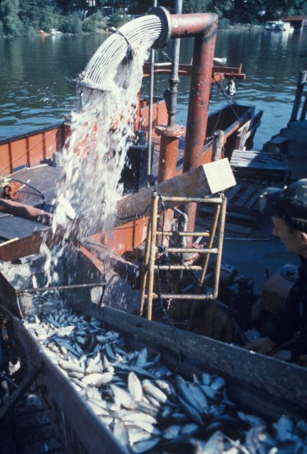 Pumping alewives from the hold of a Lake Michigan trawler Picture