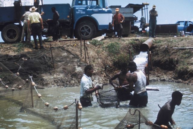 Harvesting channel catfish that have been raised in an artificial pond. Picture