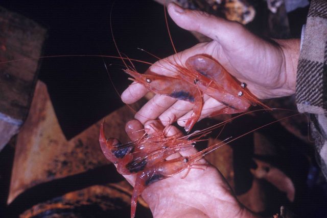 Northern shrimp taken during exploratory fishing in the Gulf of Maine Picture