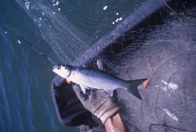 Mullet taken in experimental gill net Picture