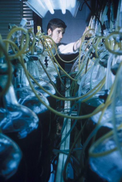 Mass culture of algae under artificial light provides food for larval and juvenile shellfish in BCF aquaculture programs Picture