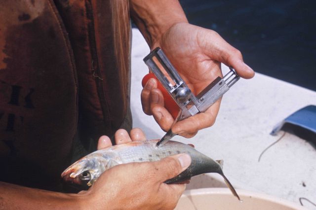 Injecting metal tag into a menhaden Picture