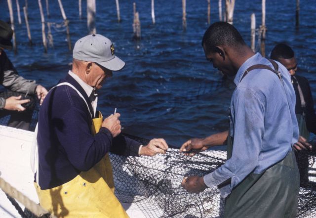 Mending a torn pound net Picture