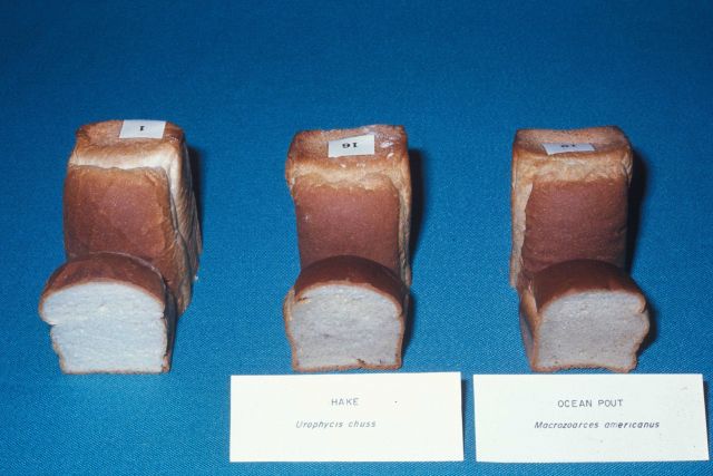Bread made with 10 percent concentrate from hake (center) and herring (right), hardly differ in texture and taste from regular bread (left) Picture