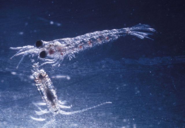 The shrimp-like euphausiid (upper) and the copepod occur in many kinds and often in great abundance Picture