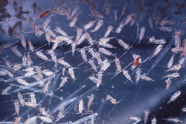 Fertile areas of the ocean swarm with hundreds and hundreds of millions of animal plankton Picture