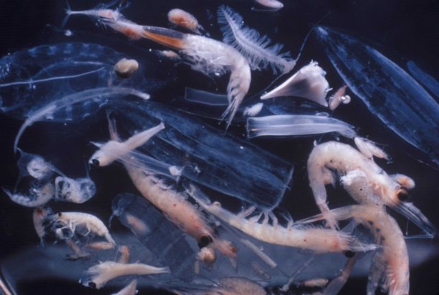 The diversity of tiny zooplankton is shown in this microphotograph of preserved specimens Picture