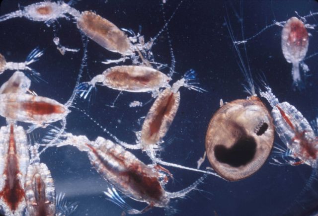 Samples of zooplankton taken at one time and place often consist of only a few kinds of animals Picture
