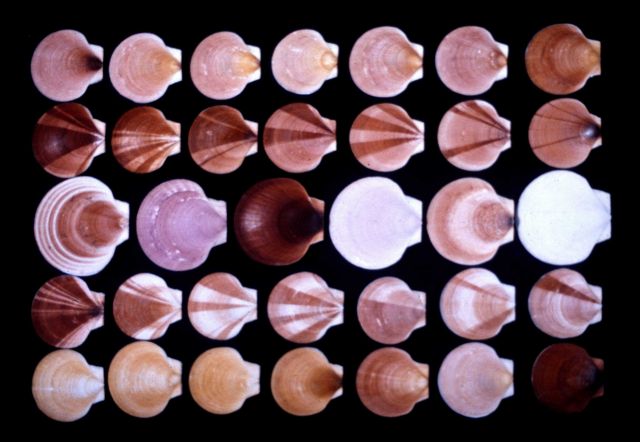 The sea scallop - an inhabitant of waters off the Atlantic coast - is a striking example of genetic variation in nature Picture