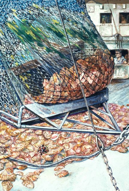 Calico scallops, taken during exploratory fishing off Florida's east coast, spill out of dredge Picture