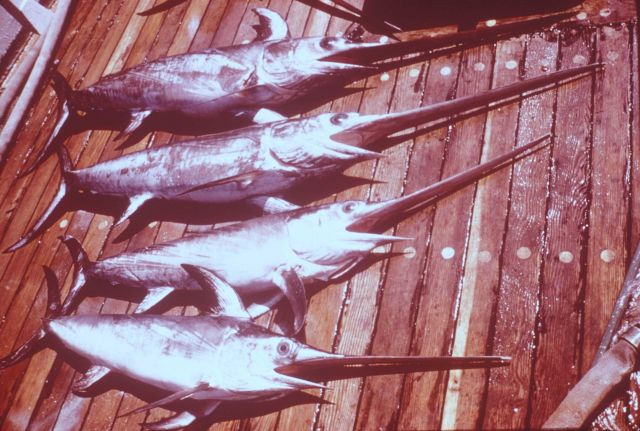 Swordfish caught below surface with longline gear Picture