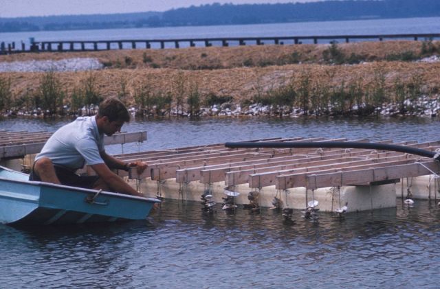 Checking oyster raft at BCF Oxford Laboratory Picture