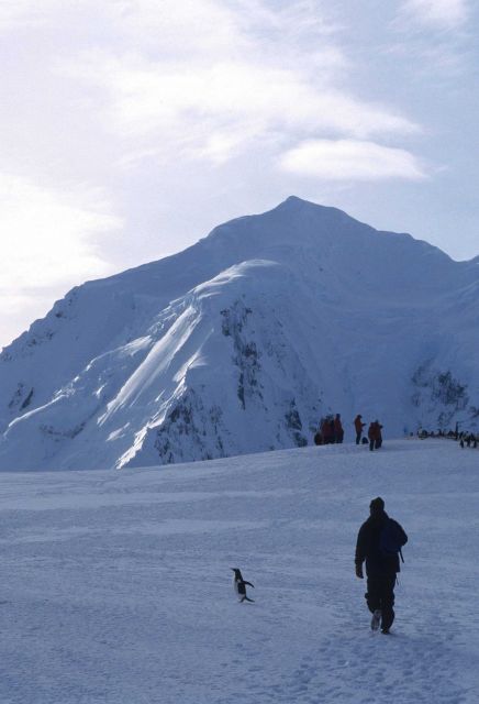 An AMLR scientist treks along a glacier in the morning silence, with only a penguin for company. Picture