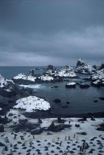 Antarctic fur seals and chinstrap penguins congregate at a rocky inlet on Seal Island Picture