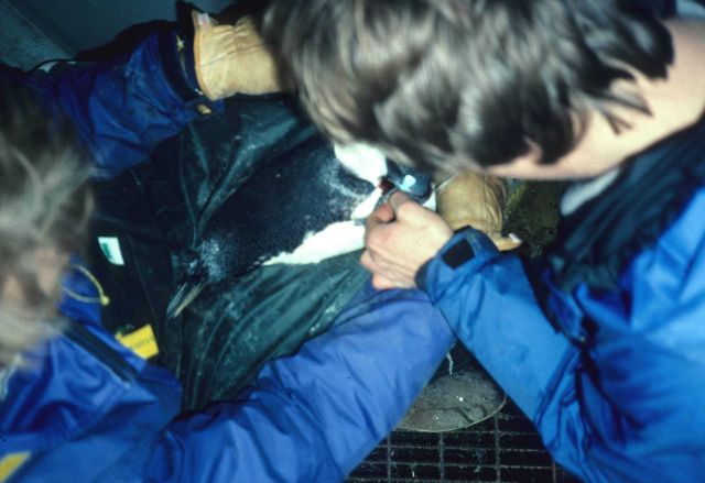 Traversing a glacier requires special equipment. Picture