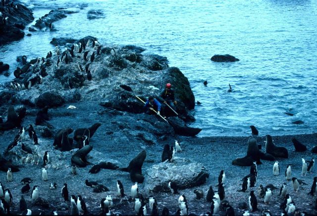 Biologists capturing a fur seal, which will be tagged and released. Picture