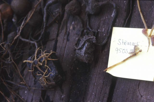 A benthic trawl at Stromness Bay, South Georgia Island. Picture