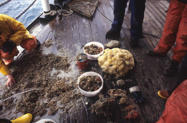 Benthic trawl at Drygalski Glacier, Antarctic Peninsula, South Georgia Expedition. Picture
