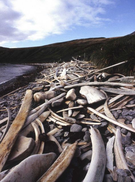 Whalebone debris on the shorelines of the South Shetland Islands testify to their former use as whaling stations. Picture
