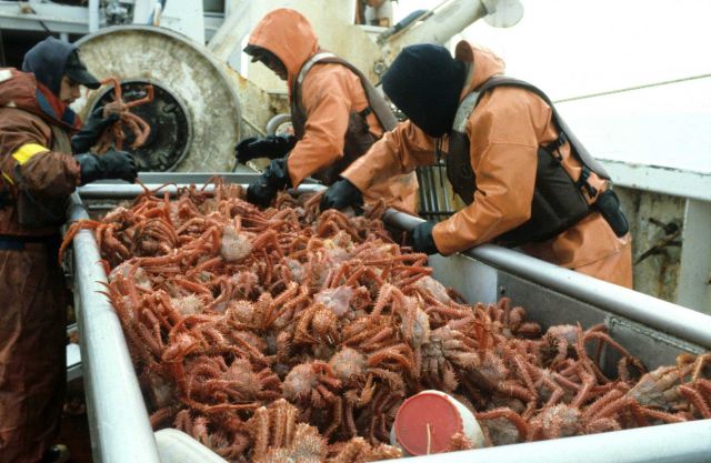 A catch of spino crabs. Picture