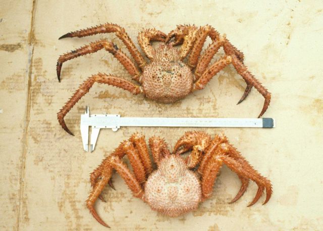 Measuring spino crabs. Picture