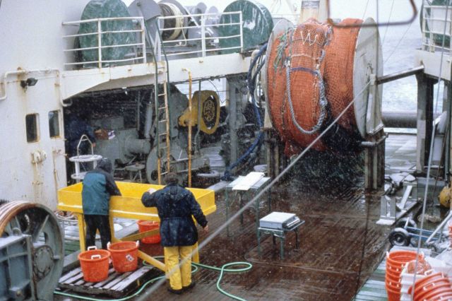 AMLR scientists work diligently through inclement weather at the catch sorting station on the stern of the R/V YUZHMORGEOLOGIYA Picture