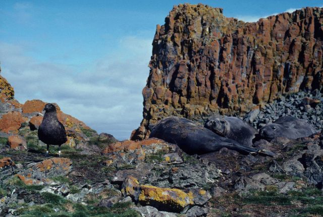 A banded skua stands on colorful rocks covered in green grasses and orange lichen. Picture