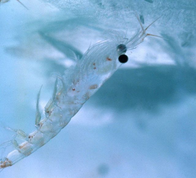 An Antarctic krill, Euphausia superb, can be seen here feeding under the ice layer that forms on the surface of the ocean during the winter. Picture