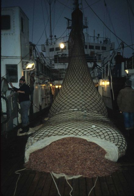 Large krill catch aboard in the South Shetland Islands aboard the R/V Professor Siedlecki. Picture