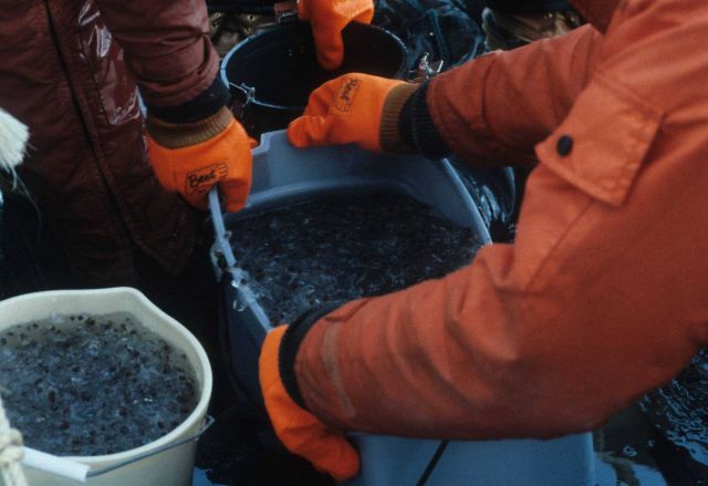 The largest salp catch in February 1993 was several liters. Picture