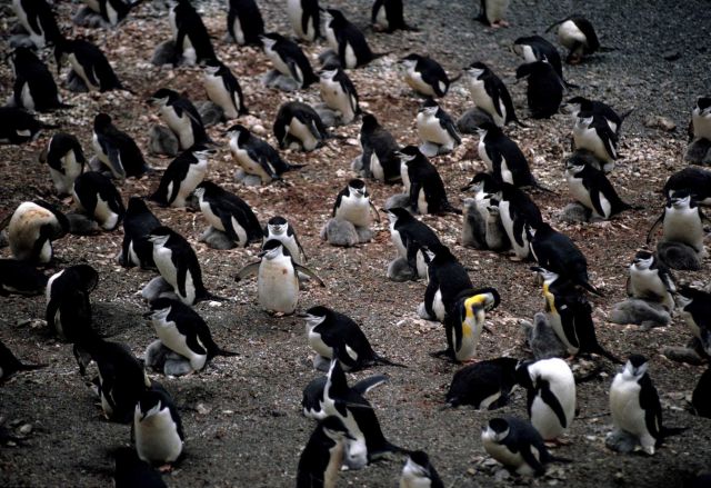 A colony of chinstrap penguins Picture