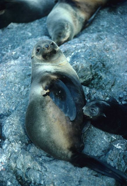 A fur seal mother and nursing pup. Picture