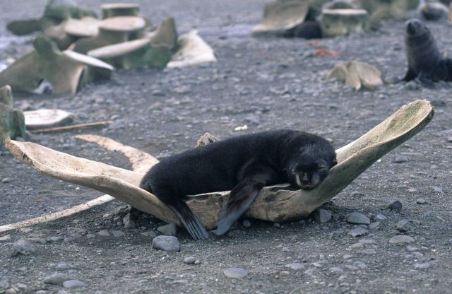 This young fur seal has discovered a comfortable resting spot, in the pelvic bone of a whale Picture