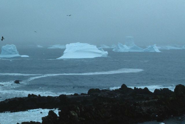 The icy coast of Seal Island, near Elephant Island. Picture