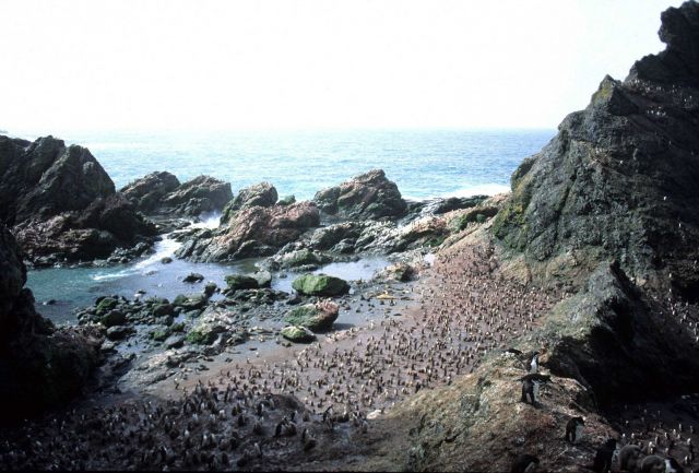 Antarctic fur seals and chinstrap penguins at North Cove, Seal Island. Picture