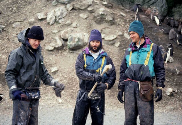 Biologists Brian Walker, Mike Schwartz and William Meyer prepare to weigh penguin chicks, Seal Island. Picture