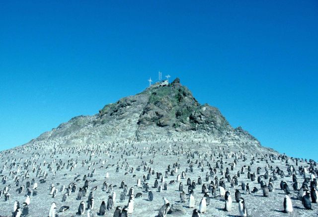 A penguin colony near a weather station, Seal Island. Picture