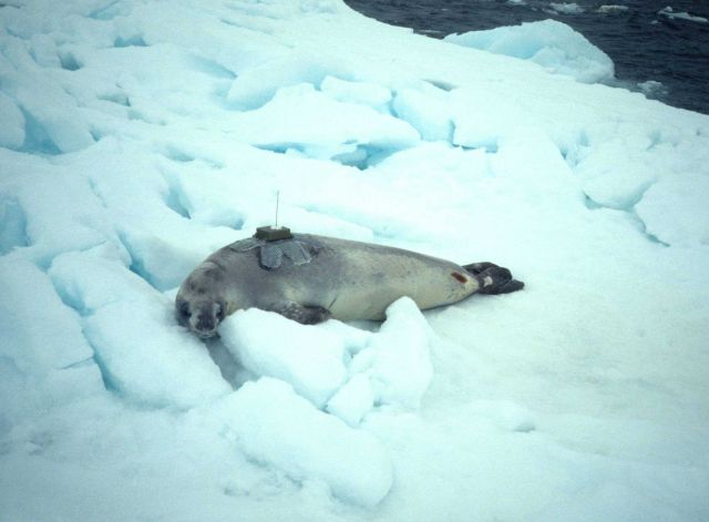 A seal with a telemetry tag in 1990. Picture