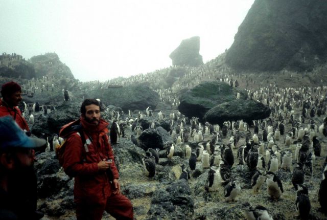 A biologist at a chinstrap penguin colony on Seal Island. Picture