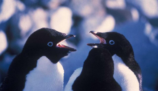 Adelie penguins calling. Picture