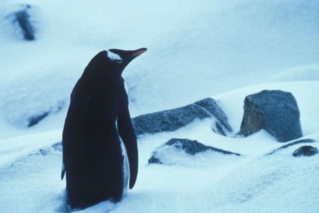 A gentoo penguin in the snow, Seal Island. Picture