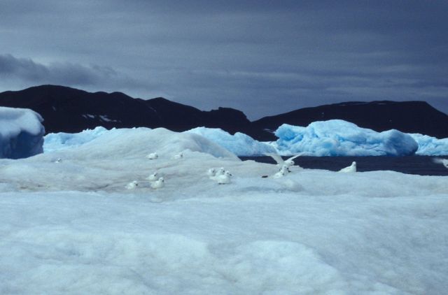 A flock of snow petrels rests on an icy coastline. Picture