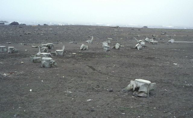 Whale bones are scattered on the beaches around Cape Shirreff field station Picture