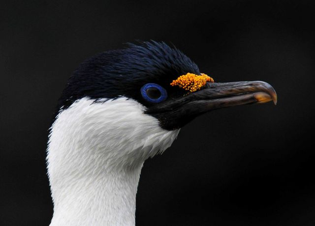 A close-up of this Antarctic shag highlights its characteristic blue eyes and the yellow/orange growth above its beak that is brightest during the bre Picture