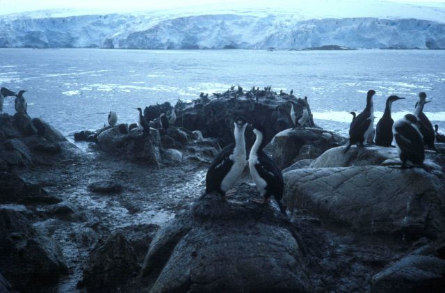 Antarctic shags gather at their coastal nesting site. Picture