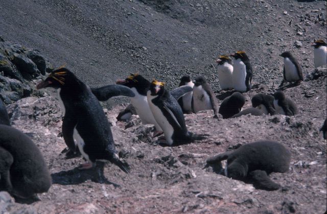 Macaroni penguins, South Shetland Islands. Picture