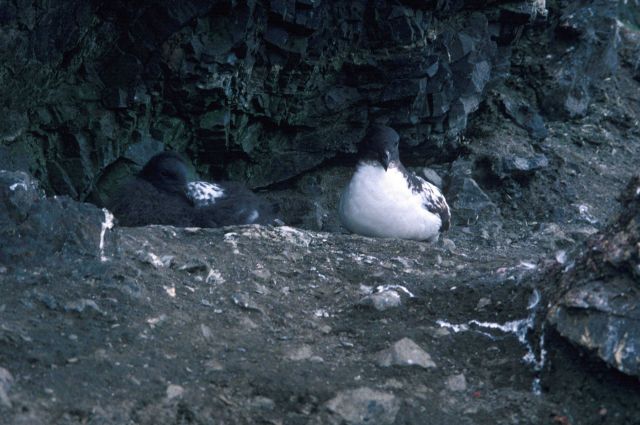 Cape petrels sit on their nests on the rocky coast of Seal Island. Picture